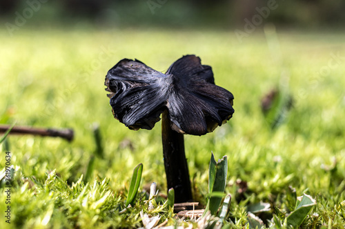 Sharp macro of black mushroom