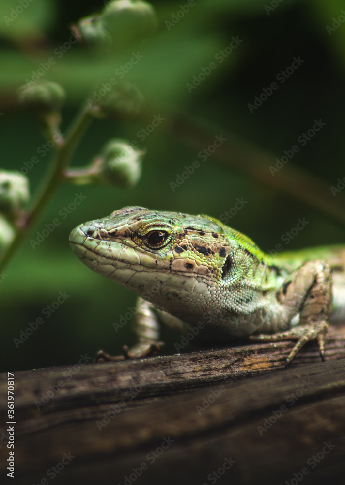 lizard on wood lizard on wood