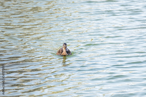 Duck swimming in the pond of a park