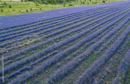 Field Delphinium grows in even rows in a large field, aerial view