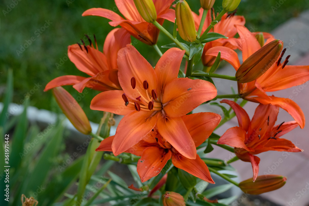 a wide angle view of a newly opened red/yellow lily in the garden a wide angle view of a newly opened red/yellow lily in the garden