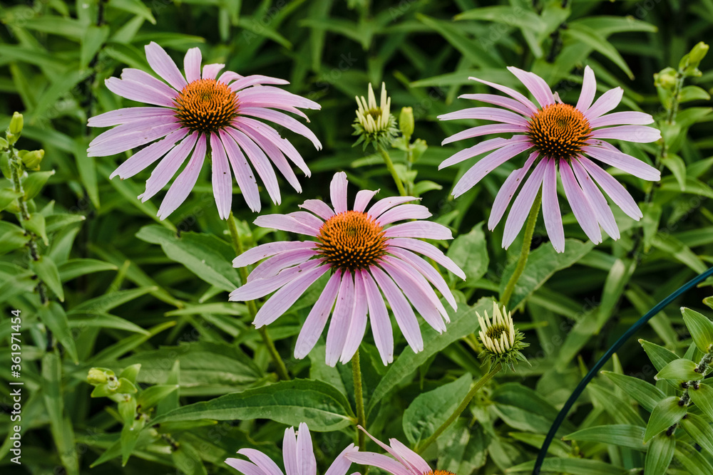Fototapeta premium a trio of coneflowers blooming in the garden