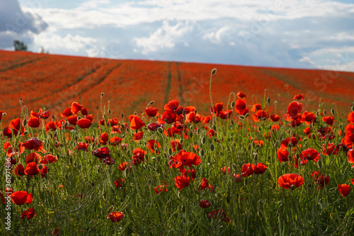 Red poppies grow on a spring meadow. A road in the middle of the field. Gray clouds in the sky. Soft focus blurred background. Europe Hungary