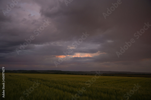 Wheat or barley field under storm cloud. At sunset  the clouds are orange  purple and navy blue. Beautiful landscape.