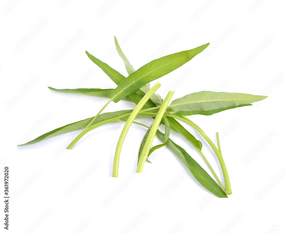 Fototapeta premium Morning glory isolated on white background (spinach)