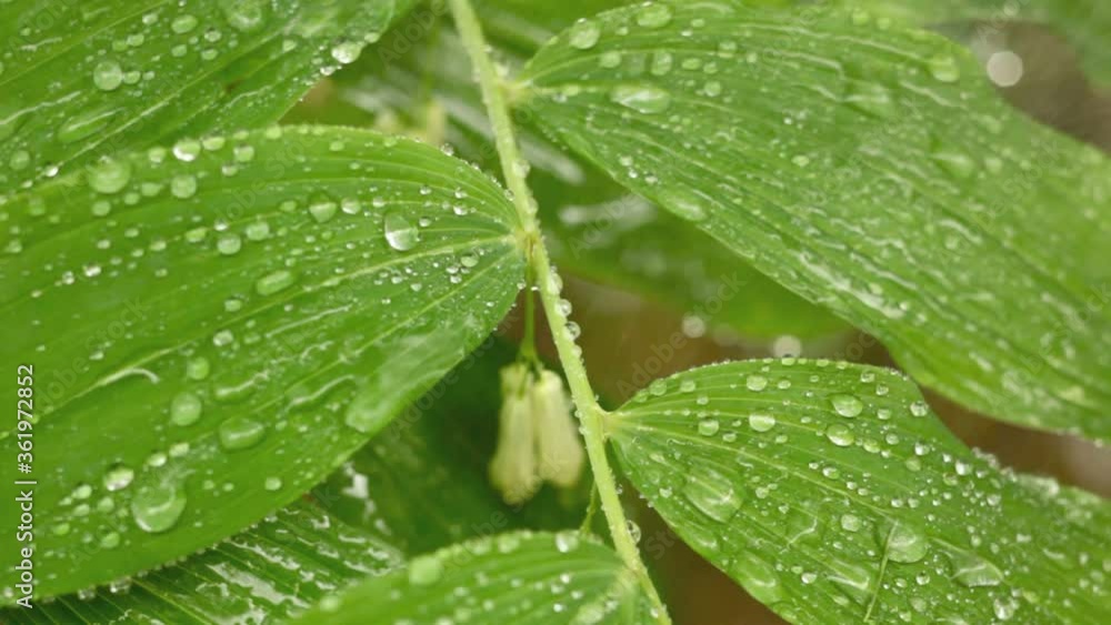 Close-up of leaves in the rain Close-up of leaves in the rain