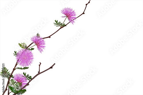 Photos Illustration of flower of sensitive plant, sleepy plant or the touch-me-not tree (Mimosa pudica) with green leaves