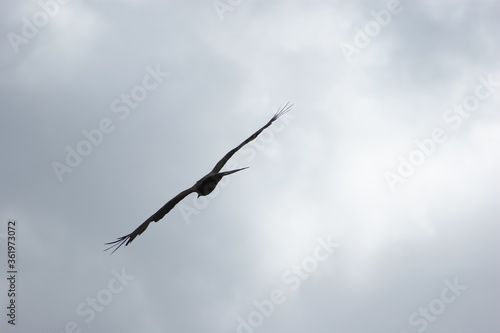 black kite