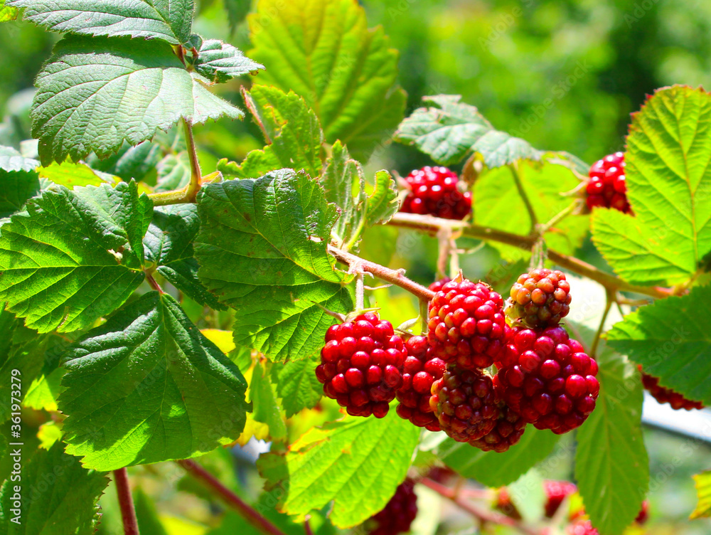 natural blackberries growing on the branch natural blackberries growing on the branch