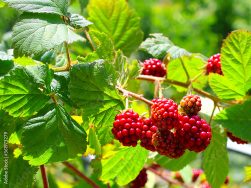 natural blackberries growing on the branch
