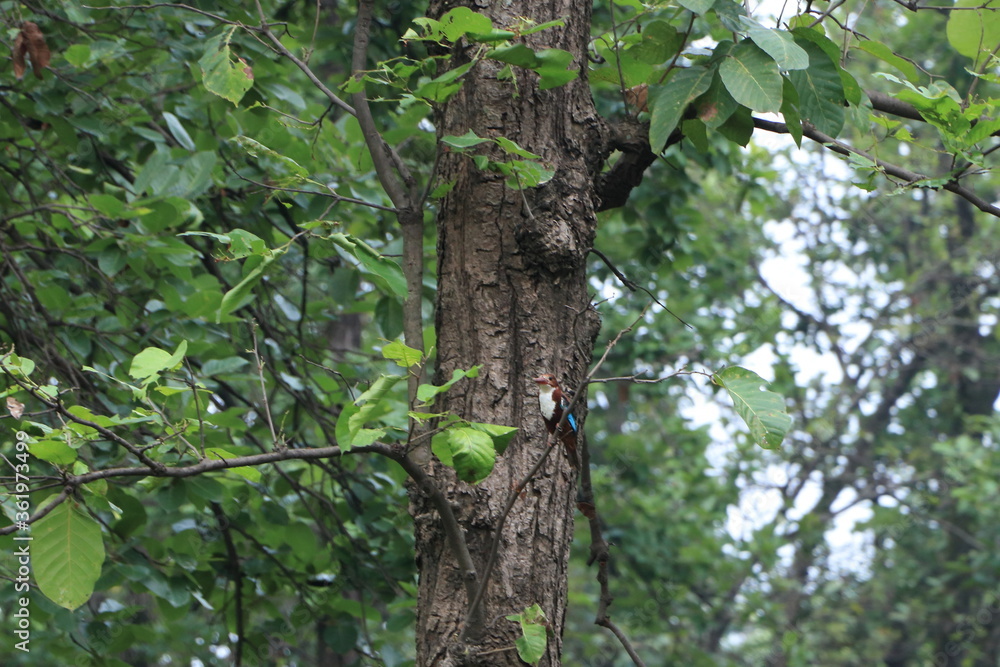 Fototapeta premium a kingfisher at the jungle