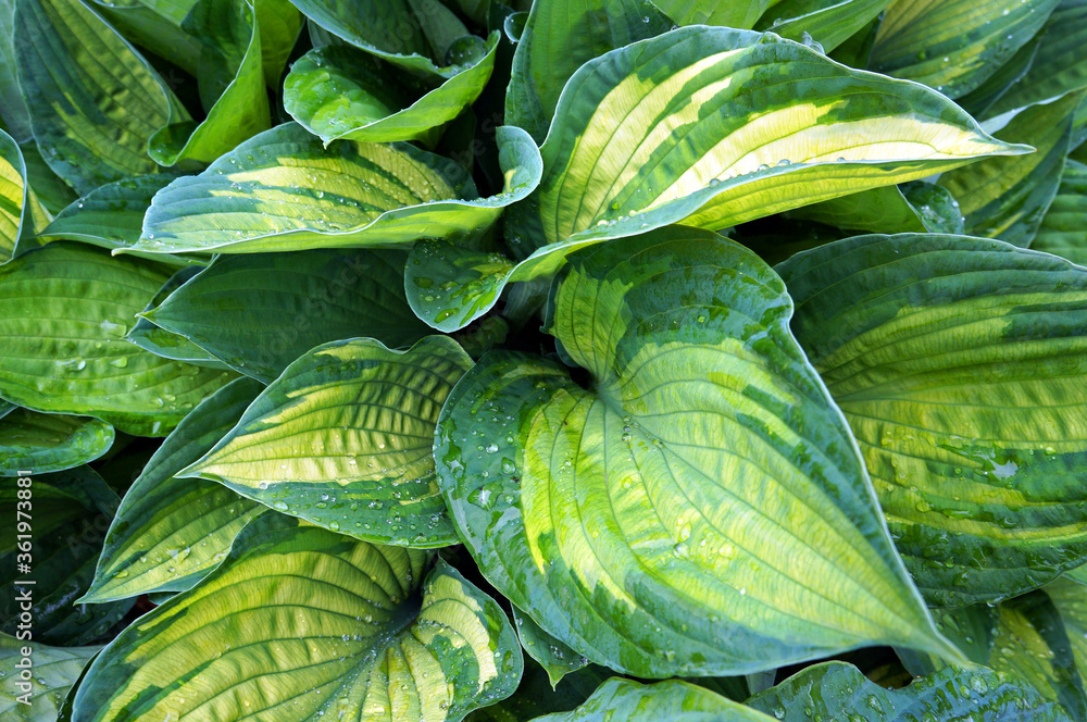 Fototapeta premium Decorative plant Hosta (Funkia). Water drops on leaves after rain.