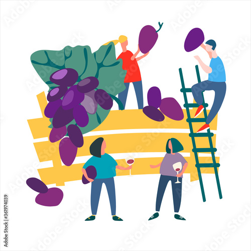 People picking grapes. Harvesting concept. Agritourism concept. Fresh fruit concept. Vector illustration in flat style