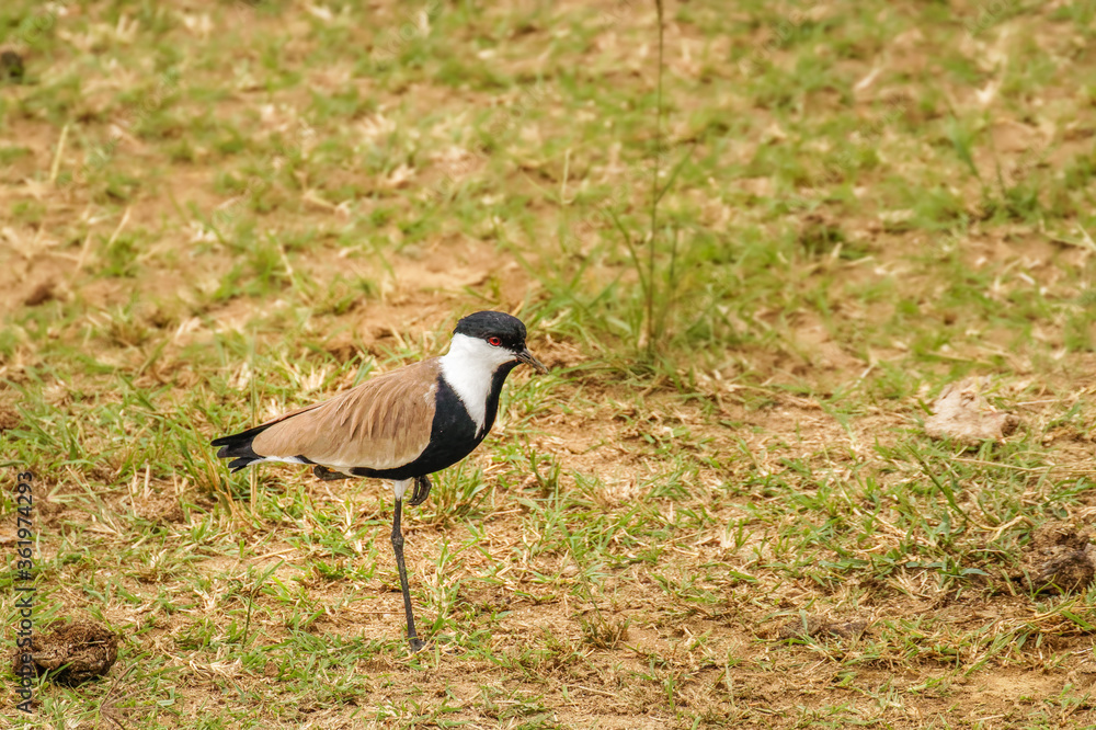 The spur-winged lapwing or spur-winged plover (Vanellus spinosus) is a lapwing species, one of a group of largish waders in the family Charadriidae, Queen Elizabeth National Park, Uganda. The spur-winged lapwing or spur-winged plover (Vanellus spinosus) is a lapwing species, one of a group of largish waders in the family Charadriidae, Queen Elizabeth National Park, Uganda.