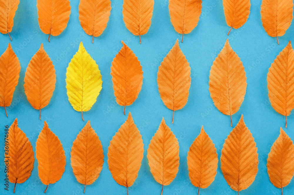 Obraz premium autumn leaves on a blue background, one leaf is different from the others - abstract vision be different, unique personality or standing out from the crowd, leadership quality