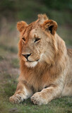 A portrait of a lion, Masai Mara