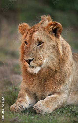 A portrait of a lion, Masai Mara © Dr Ajay Kumar Singh