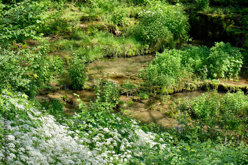 Idyllic forest landscape in summer with the river Lillach flowing over the Sinterterrassen (sinter terraces) in near the town Weißenohe, Germany, in June.