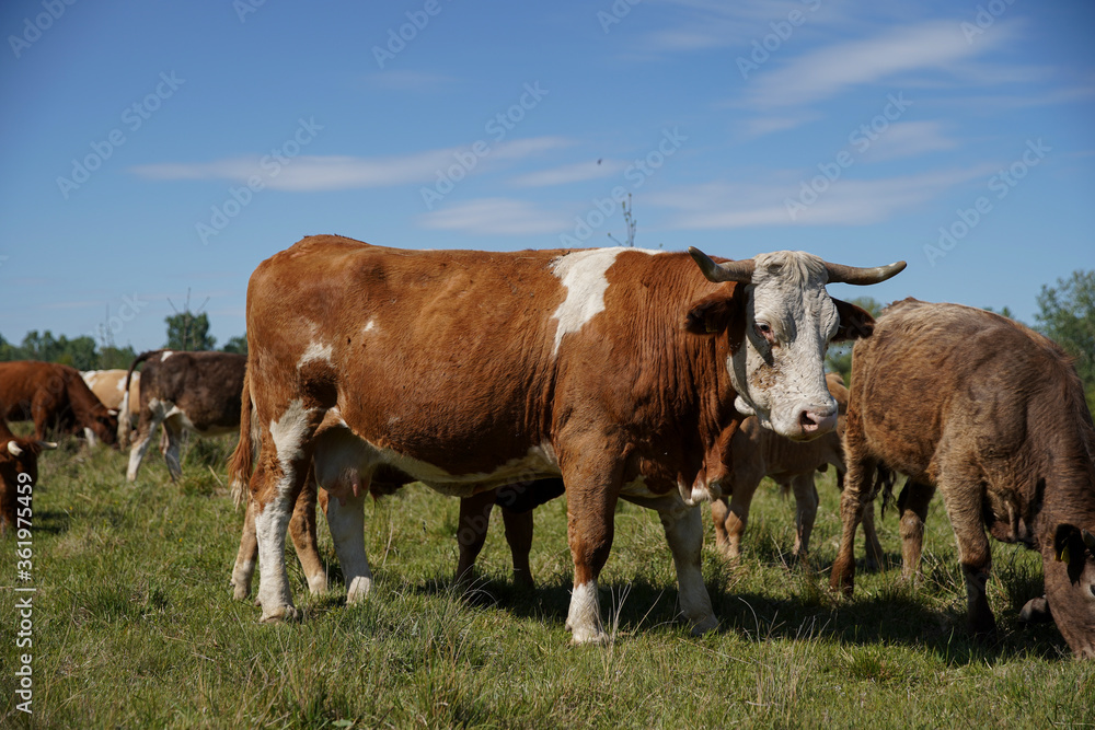 Close up of a brown cow. in the background a herd of cows grazes in the meadow. keeping cattle outdoors. Blue sky with clouds. Europe Hungary