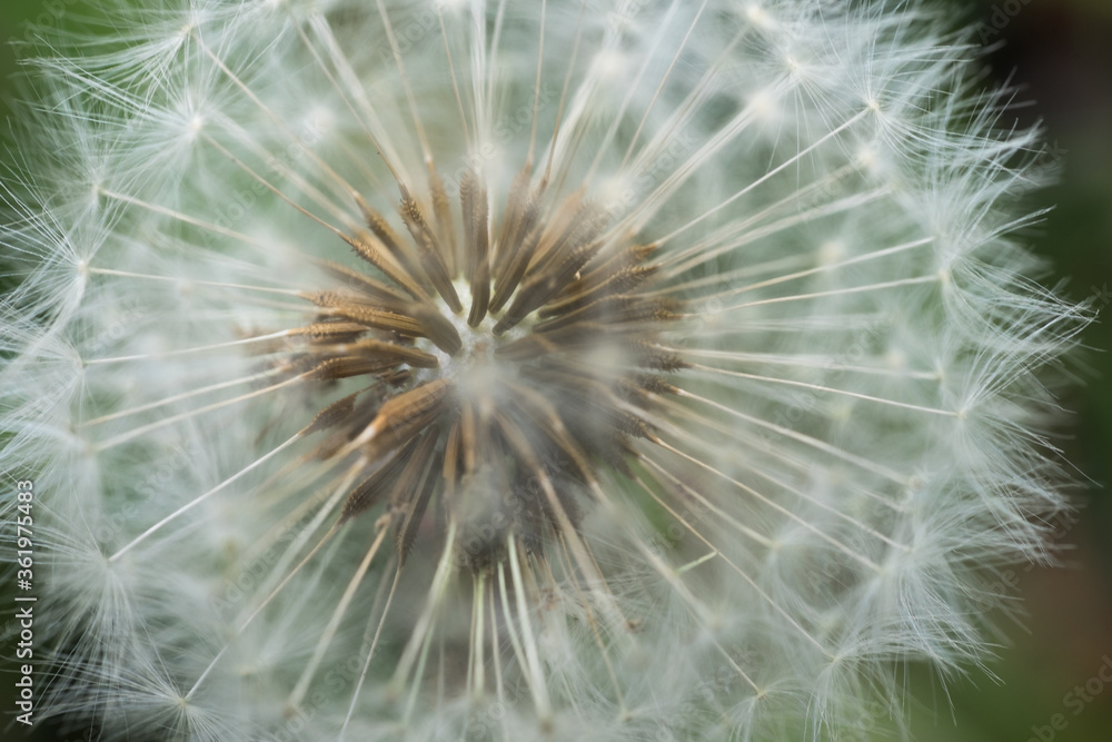 Obraz premium Macro shot of common dandelion fruits. Narrow depth of field. Background image, green blurred background