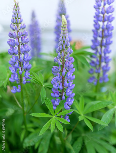 Flowers of lupin in the garden. Selective focus.
