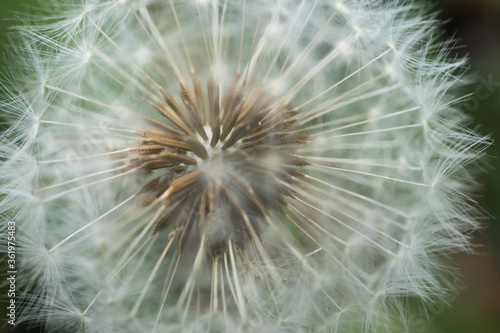 Macro shot of common dandelion fruits. Narrow depth of field. Background image  green blurred background