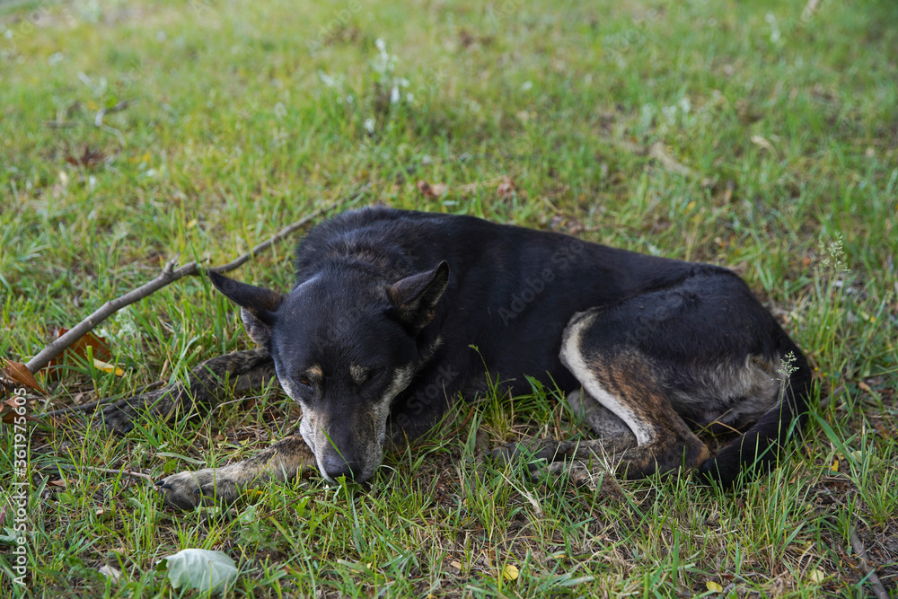 Shepherd dog lying on the grass, resting in the shade.