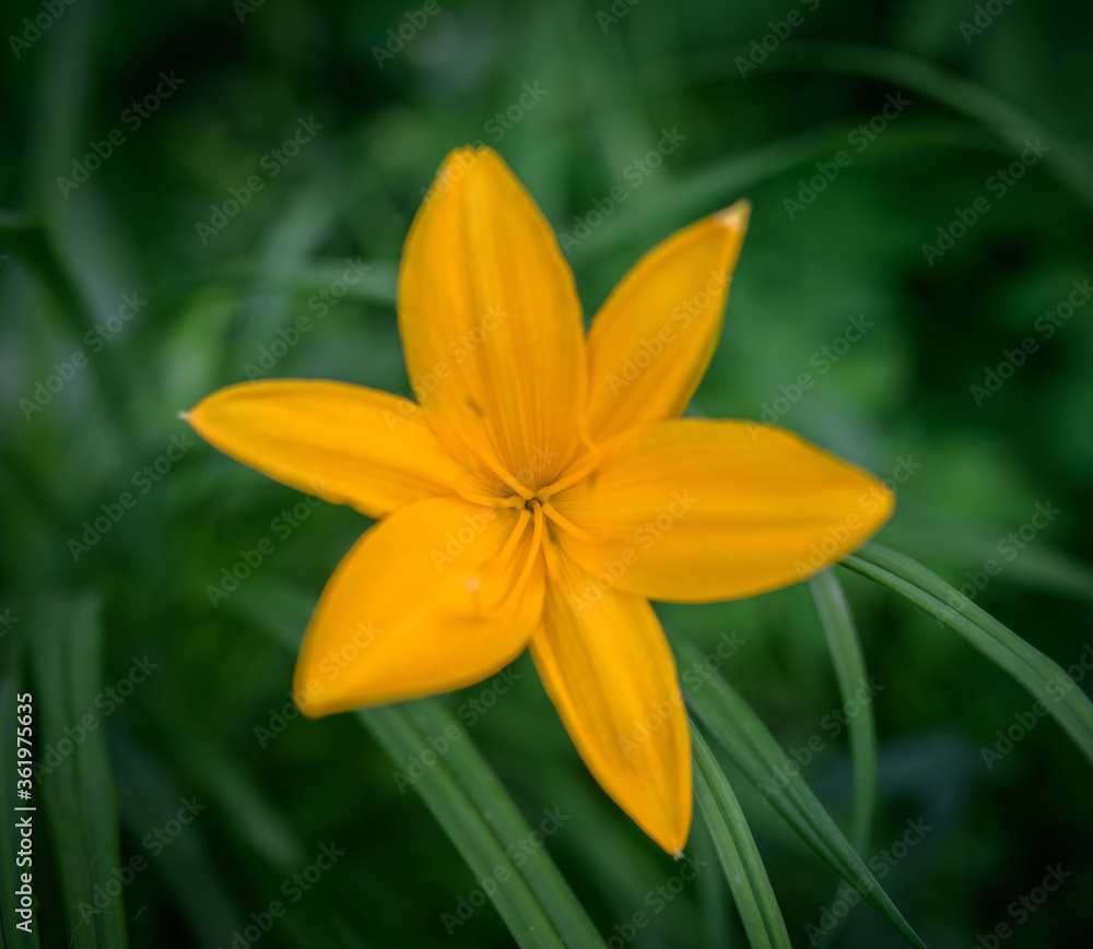 Yellow lily flower close-up. Selective focus with shallow depth of field. Yellow lily flower close-up. Selective focus with shallow depth of field.
