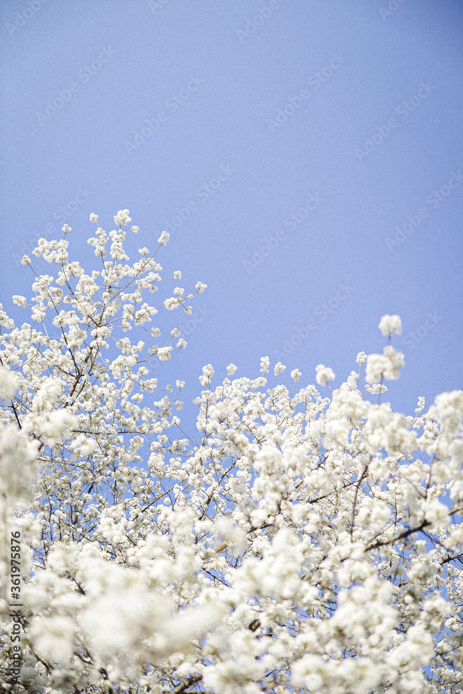 Tree with white blossoms in spring, blue sky