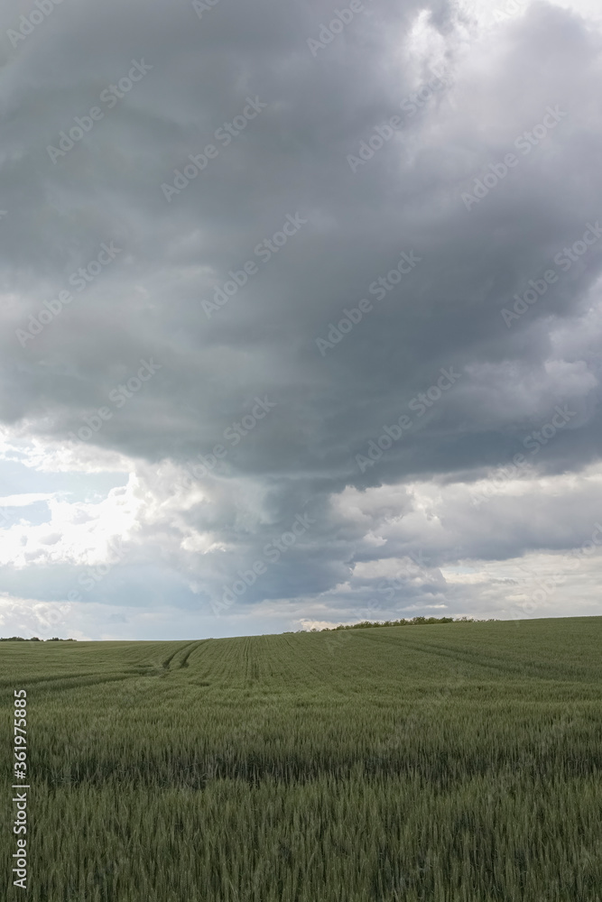 Stormy summer day over barley or wheat field. The cloud is dark gray over the farmland.