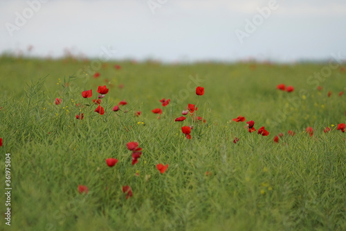 Red poppy flower on rapeseed field in spring rain. Gray clouds in the sky. Soft focus blurred background. Europe Hungary