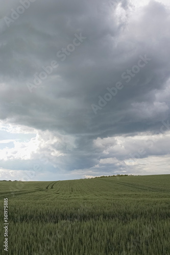 Stormy summer day over barley or wheat field. The cloud is dark gray over the farmland.