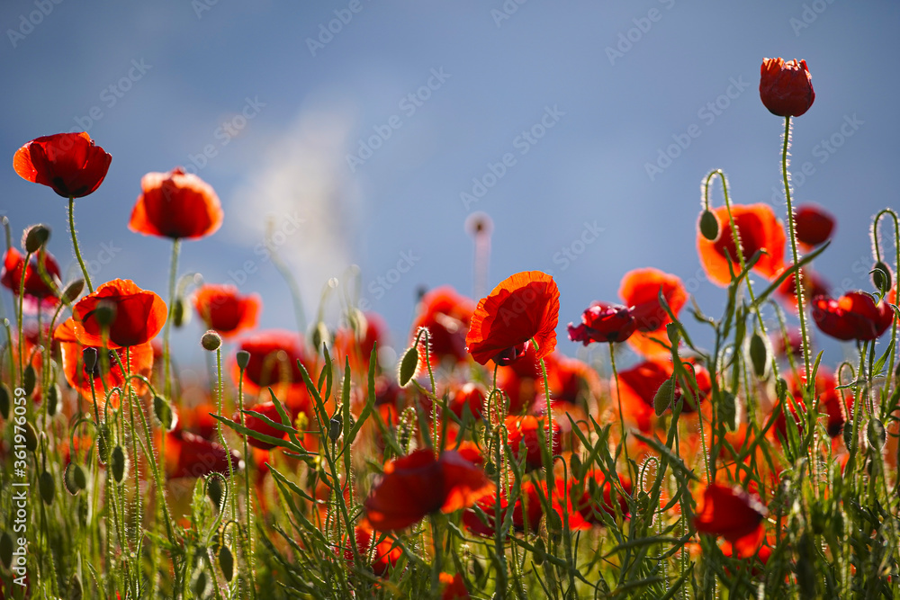 Fototapeta premium Beautiful big red poppy flowers in the afternoon sunlight. close up photographed. Soft focus blurred background with blue sky and white clouds in sunny weather. Europe Hungary