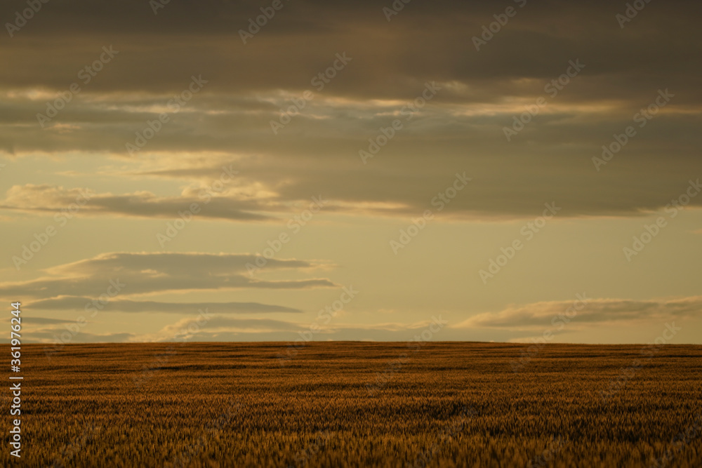 Sunset on the grain field. Wheat or barley is ready for harvest. Dramatic scenic landscape with clouds in the sky.