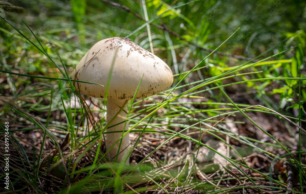 Close-up of edible mushroom growing in the ground. Close-up of edible mushroom growing in the ground.