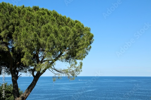 Fototapeta Naklejka Na Ścianę i Meble -  Tree overlooking the adriatic cost on the istrian peninsular of croatia