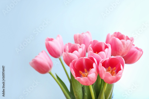 Pink tulips on blue background