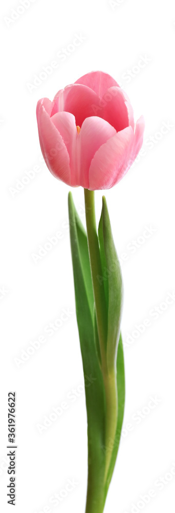 Pink tulip isolated on white background Pink tulip isolated on white background