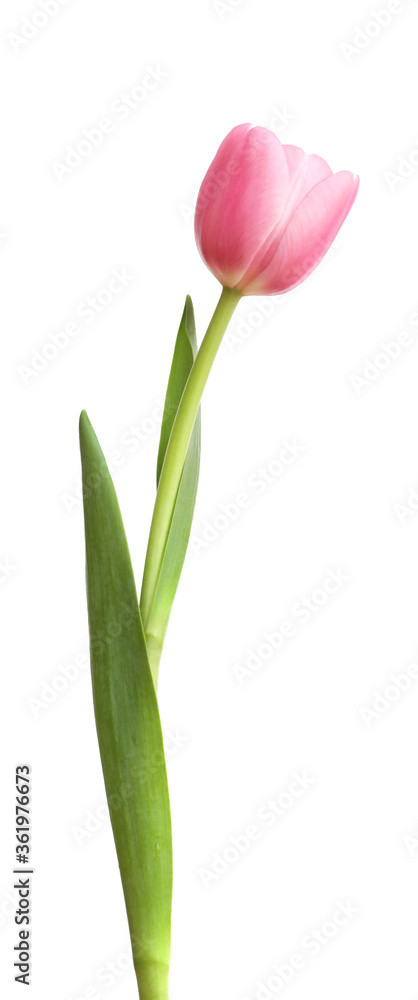 Fototapeta Pink tulip isolated on white background
