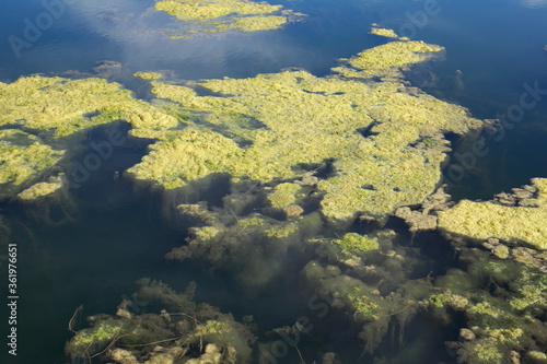 Grünlich-gelbe Algen, Algenteppich in einem Gewässer
