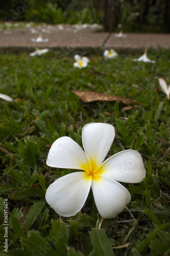 White plumeria flowers on a green grass background