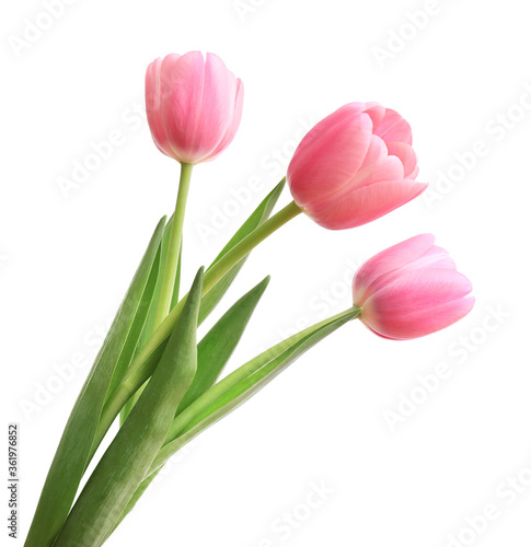 Fototapeta Naklejka Na Ścianę i Meble -  Pink tulips isolated on white background