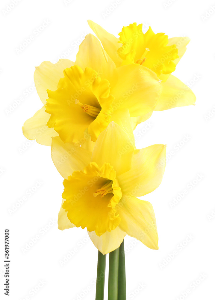 Yellow daffodils isolated on white background Yellow daffodils isolated on white background