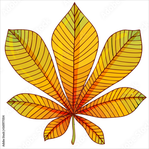 chestnut autumn leaf, bright vector illustration isolated on white background