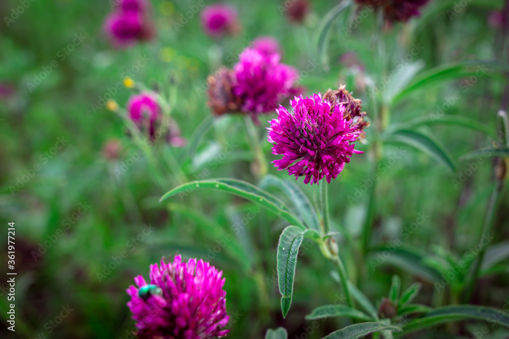 Beautiful purple flower grows in the park. Beautiful purple flower grows in the park.