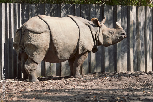 Ceratotherium simum square-lipped rhinoceros southern white rhinoceros photo