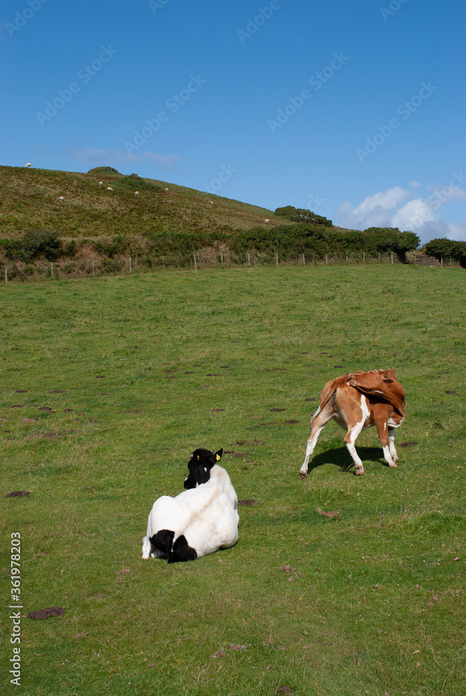 Cows in a Green Field on A Coastline Grazing