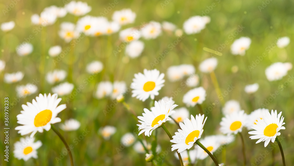 Camomile field in the sun close-up selective focus Camomile field in the sun close-up selective focus