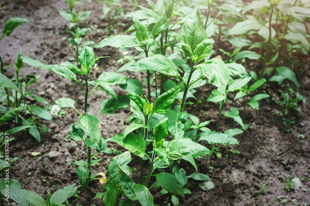 Young bushes of Jerusalem artichoke in the vegetable garden. Green leaves of Jerusalem artichoke. Young bushes of Jerusalem artichoke in the vegetable garden. Green leaves of Jerusalem artichoke.