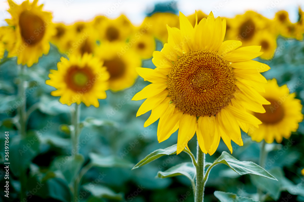 A field of sunflowers in full bloom during sunset in Catalonia A field of sunflowers in full bloom during sunset in Catalonia